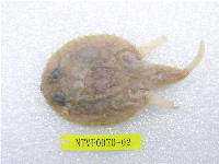 藏品(雲紋棘茄魚)的圖片